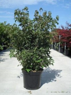 Japanse Kornoelje (Cornus Kousa) -OL Planten Winkel 20130214105009 24 12 12 1