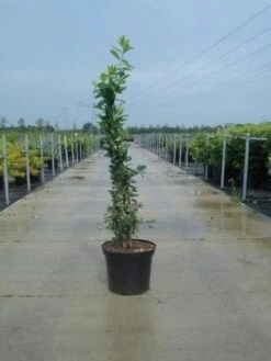 Exochorda (Exochorda Macrantha 'The Bride') 24 Exochorda (Exochorda Macrantha 'The Bride') -OL Planten Winkel 20130214113236 12 6 6