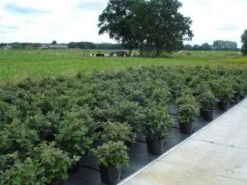 Flessenborstelstruik (Fothergilla Major) -OL Planten Winkel 20130214113539 6