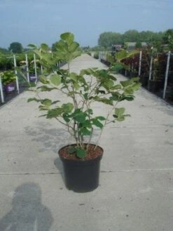 Toverhazelaar (Hamamelis Intermedia 'Diane') -OL Planten Winkel 20130214114113 18 9 9