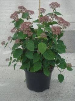 Hortensia (Hydrangea 'Pink Annabelle') -OL Planten Winkel 20130214115155 1