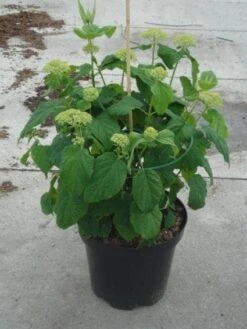 Hortensia (Hydrangea 'Strong Annabelle') -OL Planten Winkel 20130214115328 1 1