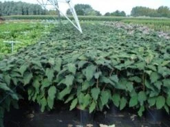 Fluweelhortensia (Hydrangea Aspera 'Macrophylla') -OL Planten Winkel 20130214115506 6