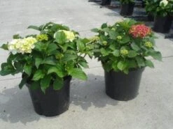 Hortensia (Hydrangea Macrophylla 'Soeur Therese')