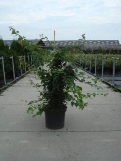 Kolkwitzia (Kolkwitzia Amabilis 'Pink Cloud') -OL Planten Winkel 20130214134309 10 5 5