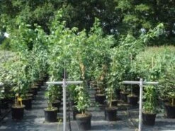 Gouden Regen, Struik (Laburnum Watereri 'Vossii') 12 Gouden Regen, Struik (Laburnum Watereri 'Vossii') -OL Planten Winkel 20130214134430 4