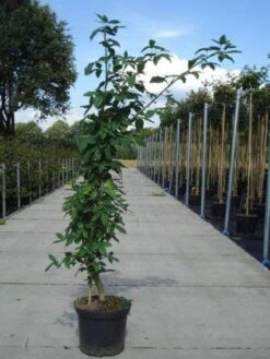 Gouden Regen, Struik (Laburnum Watereri 'Vossii') 11 Gouden Regen, Struik (Laburnum Watereri 'Vossii') -OL Planten Winkel 20130214134437 4