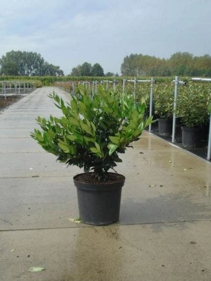 Liguster (Ligustrum Lucidum) 4 Liguster (Ligustrum Lucidum) - Afbeelding 2