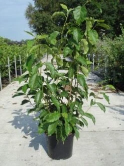 Beverboom (Magnolia Soulangeana) -OL Planten Winkel 20130214140530 10