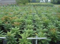 Mahoniestruik (Mahonia Media 'Winter Sun') -OL Planten Winkel 20130214142529 11 1