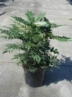 Mahoniestruik (Mahonia Media 'Winter Sun') -OL Planten Winkel 20130214142545 11