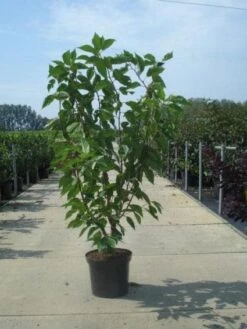 Sierkers, Struikvorm (Prunus Serrulata 'Kanzan') 10 Sierkers, Struikvorm (Prunus Serrulata 'Kanzan') -OL Planten Winkel 20130214153347 9