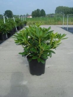Rhododendron (Rhododendron Catawbiense 'Grandiflorum') -OL Planten Winkel 20130214153505 13