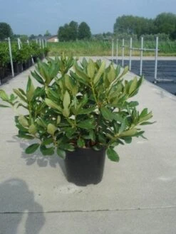 Rhododendron (Rhododendron 'Nova Zembla') 13 Rhododendron (Rhododendron 'Nova Zembla') -OL Planten Winkel 20130214153726 7