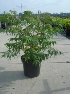 Fluweelboom, Struik (Rhus Typhina 'Dissecta' (Laciniata)) -OL Planten Winkel 20130214154112 5