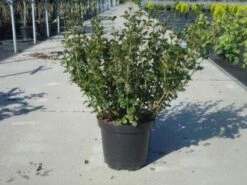 Dwerg Sering (Syringa Meyeri 'Palibin') -OL Planten Winkel 20130214162629 6 1