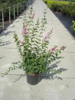 Sering (Syringa Microphylla 'Superba') -OL Planten Winkel 20130214162848 10