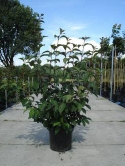 Sneeuwbal (Viburnum Bodnantense 'Dawn') -OL Planten Winkel 20130215094907 35 7