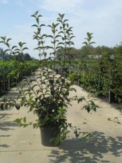 Sneeuwbal (Viburnum Bodnantense 'Charles Lamont') 13 Sneeuwbal (Viburnum Bodnantense 'Charles Lamont') -OL Planten Winkel 20130215095158 4