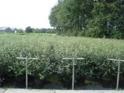 Sneeuwbal (Viburnum Burkwoodii) -OL Planten Winkel 20130215095325 14