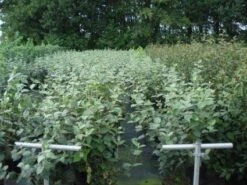 Sneeuwbal (Viburnum Carlcephalum) -OL Planten Winkel 20130215095422 11