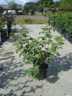 Sneeuwbal (Viburnum Opulus 'Roseum') -OL Planten Winkel 20130215100016 9