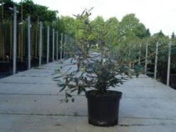 Sneeuwbal (Viburnum Bodnantense 'Dawn') -OL Planten Winkel 20130215100739 1