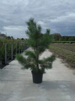 Grove Den, Solitair (Pinus Sylvestris) -OL Planten Winkel 20130215102527 18