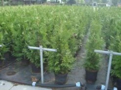 Reuzenlevensboom (Thuja Plicata 'Excelsa') 15 Reuzenlevensboom (Thuja Plicata 'Excelsa') -OL Planten Winkel 20130215102918 9 1