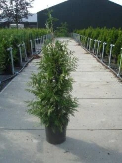 Reuzenlevensboom (Thuja Plicata 'Excelsa') -OL Planten Winkel 20130215102927 9