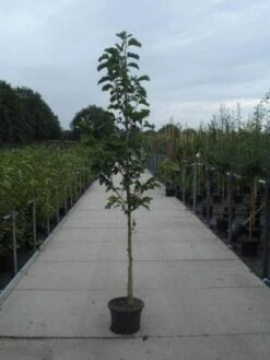 Beverboom (Magnolia Kobus) -OL Planten Winkel 20130215115339 7