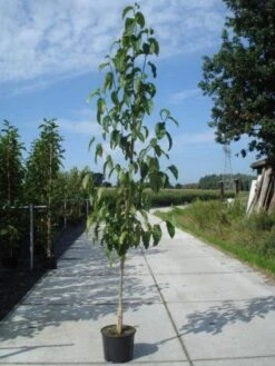 Beverboom (Magnolia Kobus) -OL Planten Winkel 20130215115408 19