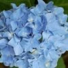 Hortensia Blauw (Hydrangea 'Forever&Ever') -OL Planten Winkel 20130312215137 1 2