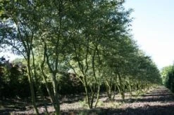 Krentenboom Als Struik (Amelanchier Lamarckii) 19 Krentenboom Als Struik (Amelanchier Lamarckii) -OL Planten Winkel 20130315104532 13