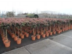 Sneeuwbal Op Stam (Viburnum Tinus 'Eve Price') -OL Planten Winkel 20130316135155 4