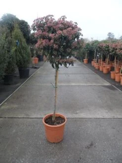 Sneeuwbal Op Stam (Viburnum Tinus 'Eve Price') -OL Planten Winkel 20130316135206 4 1