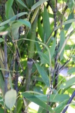 Bamboe (Phyllostachys Nigra) 11 Bamboe (Phyllostachys Nigra) -OL Planten Winkel 20130906145730 13