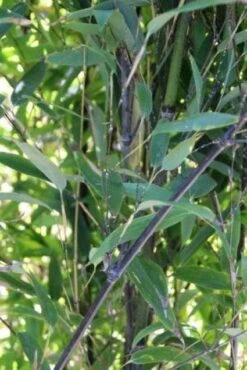 Bamboe (Phyllostachys Nigra) 10 Bamboe (Phyllostachys Nigra) -OL Planten Winkel 20130906145754 13