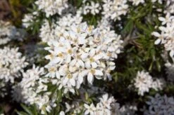 Choisya (Choisya Ternata 'White Dazzler') -OL Planten Winkel 20131023135655 1