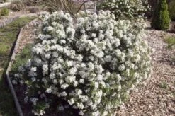 Choisya (Choisya Ternata 'White Dazzler') -OL Planten Winkel 20131023135706 1