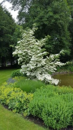 Kornoelje (Cornus Kousa 'China Girl') -OL Planten Winkel 20160612 161445 resized 1