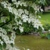 Kornoelje (Cornus Kousa 'China Girl') -OL Planten Winkel 20160612 161509 resized 1