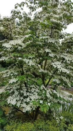 Kornoelje (Cornus Kousa 'China Girl') -OL Planten Winkel 20160612 161527 resized