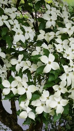 Kornoelje (Cornus Kousa 'China Girl') -OL Planten Winkel 20160612 161716 resized