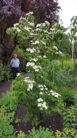 Kornoelje (Cornus Kousa 'China Girl') -OL Planten Winkel 20160612 162702 resized