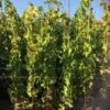 Druif (Vitis Vinifera 'Alphonse Lavalle') -OL Planten Winkel 20180920 joha ord t2 335 1