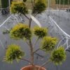 Cupressocyparis Als Bonsai (Cupressocyparis Leylandii 'Gold Rider') -OL Planten Winkel 20190115 160738