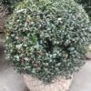 Hulst In Bolvorm (Ilex Altaclerensis ‘Camelliifolia’) -OL Planten Winkel 20190116 142329 resized 1