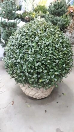 Hulst In Bolvorm (Ilex Altaclerensis ‘Camelliifolia’) -OL Planten Winkel 20190116 142342 resized 1 2