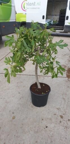Vijg Op Stam (Ficus Carica) -OL Planten Winkel 20190501 110130 resized